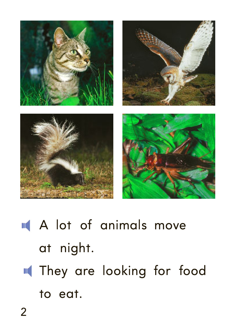 animals at night 封面