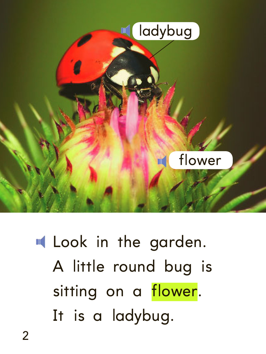 ladybugs 封面